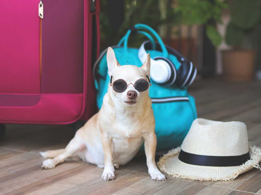 Best Pet-Friendly Destinations for Unforgettable Getaways