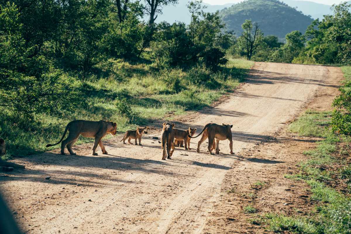 Wildlife Safari Planning Secrets for Incredible Encounters